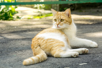 Ginger Cat on the Street