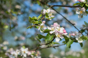 Spring Blossoms APPLE