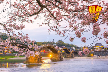 Kirschblüte in voller Blüte an der Kintaikyo-Brücke