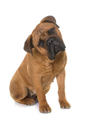 puppy bull mastiff