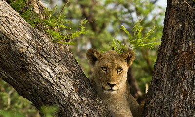 Lion cub climbing a tree in South-africa