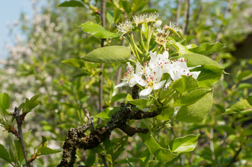 Spring Blossoms APPLE