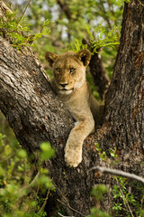 Lion cub in tree