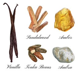 Set of watercolor illustrations of basic perfume notes: vanilla, tonka beans, ambra, sandalwood