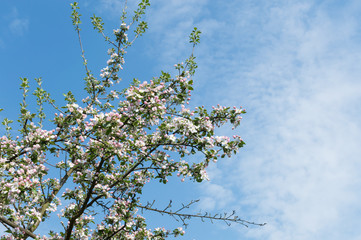 Spring Blossoms APPLE