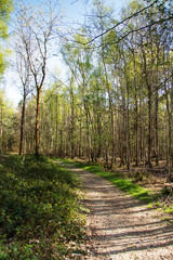 Low sun through trees in the woods