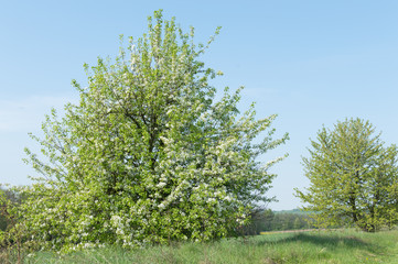 green tree with blossoms against a background of blue sky