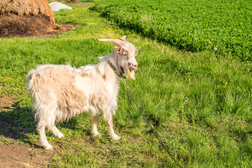 White male goat