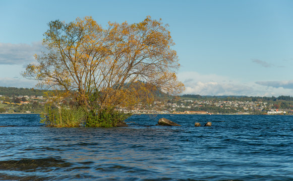 Tree changes the colour leaves in autumn season and growth in the freshwater of lake Taupo the largest freshwater lake in New Zealand.