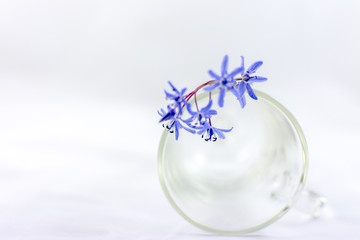 blue flowers on a glass