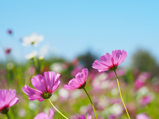 pink cosmos blooming over clear blue sky