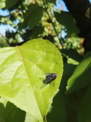 Mosca sulla foglia