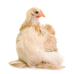 Pekin chicken in studio