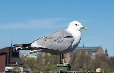 Möwe