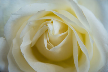 A white rose close up on the table at the studio.