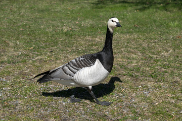 Ente