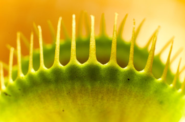 Dionaea Muscipula