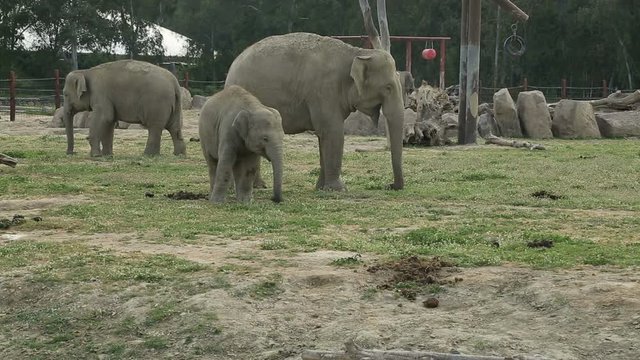 Elephant father and Mother with Baby Elephants