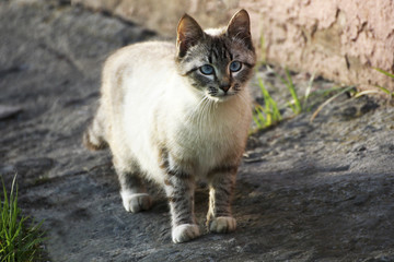 Fluffy cat with blue eyes.