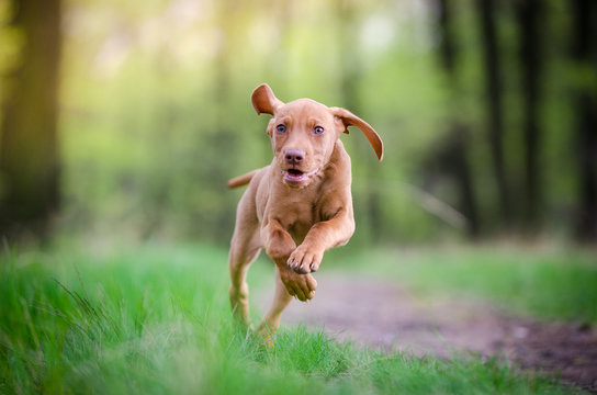 Ten week old puppy of vizsla dog running in the forrest in spring time