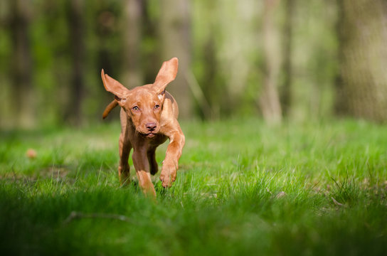 Ten week old puppy of vizsla dog running in the forrest in spring time
