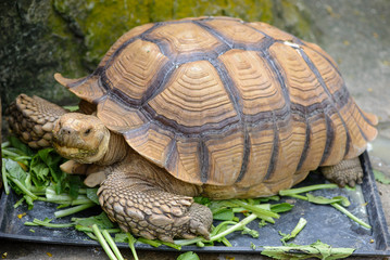 Close-up detail of a African spurred tortoise (Centrochelys sulcata) feeding on vegetables in a metal tray. Animals and conservation concept.