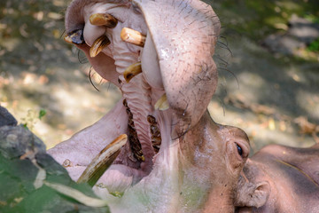 Close-up detail of a hippopotamus with its mouth wide open, its long teeth visible, while feeding. Wildlife and conservation concept.