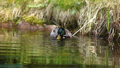 wiosna w Polsce - dzikie kaczki © agarianna