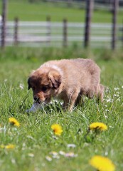 Fototapeta premium brauner border collie welpe