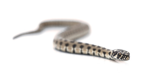 serpent isolé sur fond blanc