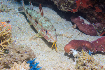 Marine catfish on the sandy bottom. The Island Of Mindoro. Philippines.