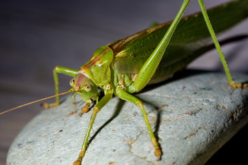 Grasshopper resting on a stone and cleaning its feet