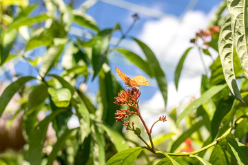 Beautiful butterfly outoodrs in the park of tropical Bali island, Indonesia. Exotic butterfly.