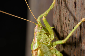 Grasshopper exploring a wooden bar