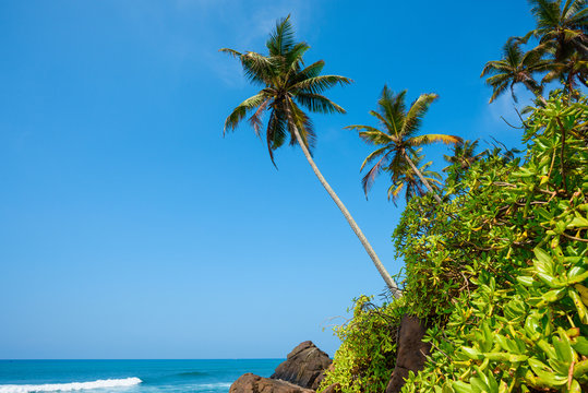Palm tree over the ovean on tropical coast