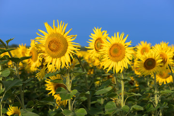 Fototapeta premium Field of blossoming sunflowers against the blue sky