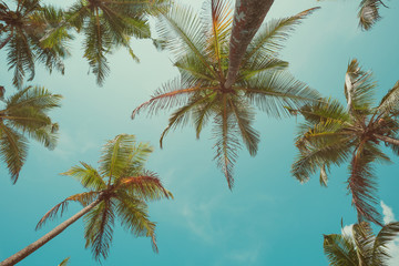 Vintage toned palm trees