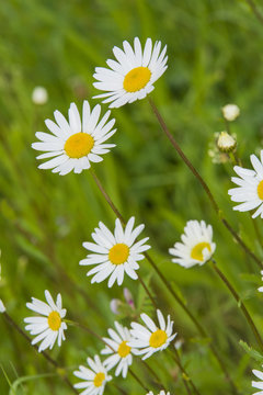 Margaritten auf Wiese