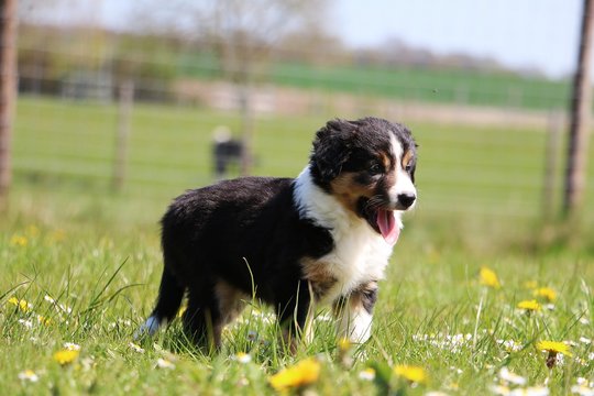border collie welpe steht im garten