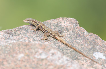 Lézard des murailles