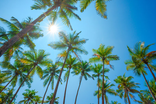 Tropical palm trees over clear blue summer sky with shining sun