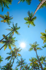 Obraz na płótnie Canvas Palms at summer with shiny sun on clear sky at tropical island