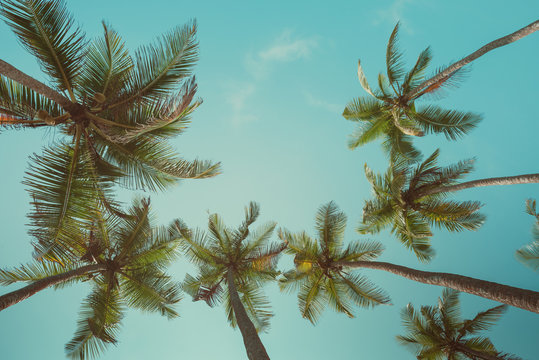 Retro toned palm trees with sky as copy space