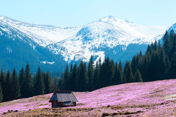 Fototapeta premium Small cabin on the meadow with spring croses in the middle of mountain forest