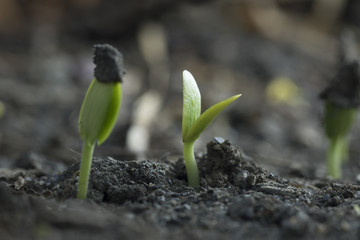 Plant growth from seed tree in nature background.