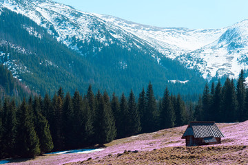 Cabin on the meadow with spring croses in the middle of mountain forest