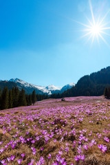 Mountain valley full of wild spring blooming crocuses at a sunny day with snowy peaks on horizon