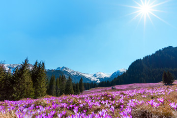 Fototapeta premium Beautiful meadow of wild spring crocuses at a sunny day in the middle of mountain forest with snowy peaks on horizon