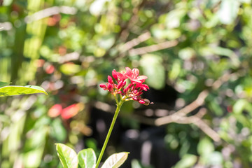 Fresh flowers background outdoors in the park of Bali island, Indonesia. Nature floral background.