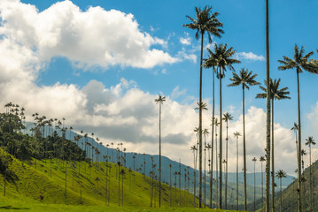 Wax palm trees of Cocora Valley, Colombia